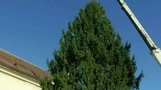 Atmosfera de Craciun la jumatatea lunii noiembrie. La Sibiu, bradul a fost instalat, iar in Capitala au aparut deja beculetele colorate