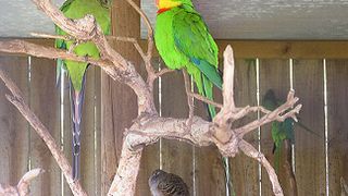 Zeci de animale si pasari, carbonizate dupa un incendiu la un adapost din orasul vasluian Murgeni