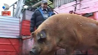 Cum arata porcul de o jumatate de tona din Arad care ar putea sa intre in Cartea Recordurilor: "E cat o vaca"