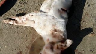 Un catel din Constanta a fost ucis cu un topor de un barbat pentru ca i-a omorat mai multe pasari din curte. Imaginile terorii au aparut pe internet