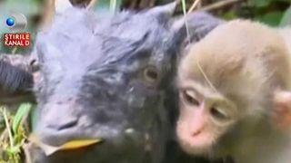 Nu mai vrea sa se desparta de ea. Un pui de maimuta sta de o saptamana pe spatele unei capre si nu mai vrea sa coboare. Imagini emotionante