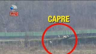 Ce fac politistii pe o autostrada unde cu o zi in urma a fost accident cu 20 de masini? Alunga caprele de pe banda de urgenta