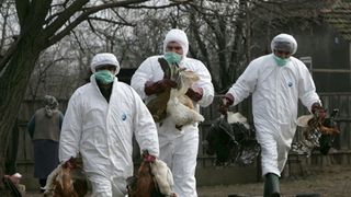 Omul care s-a imbogatit de pe urma “gripei aviare” a avut parte de un sfarsit tragic! Acum, virusul ataca din nou, ungurii au dat dispozitie ca mii de pasari sa fie ucise