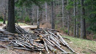 Un copil din Botosani a murit intr-o padure. El plecase cu parintii sa adune lemne