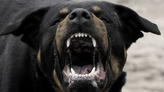 Bacau: Un tanar de 17 ani a ajuns in stare grava la spital, dupa ce a fost muscat de un caine