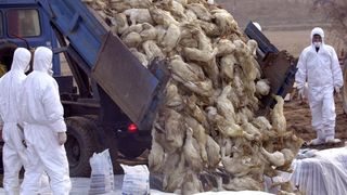 Gripa aviara la Constanta, la o lebada moarta; ANSVSA anunta masuri speciale in toata tara