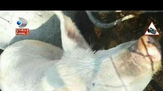 Mare atentie de unde cumparati porcul de Craciun. Plini de rani, tinuti in conditii mizere, dar vanduti drept porci sanatosi