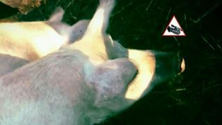 Imagini incredibile intr-o localitate de langa Bucuresti. Porci plini de rani, crescuti in conditii mizere, vanduti pentru masa de Craciun