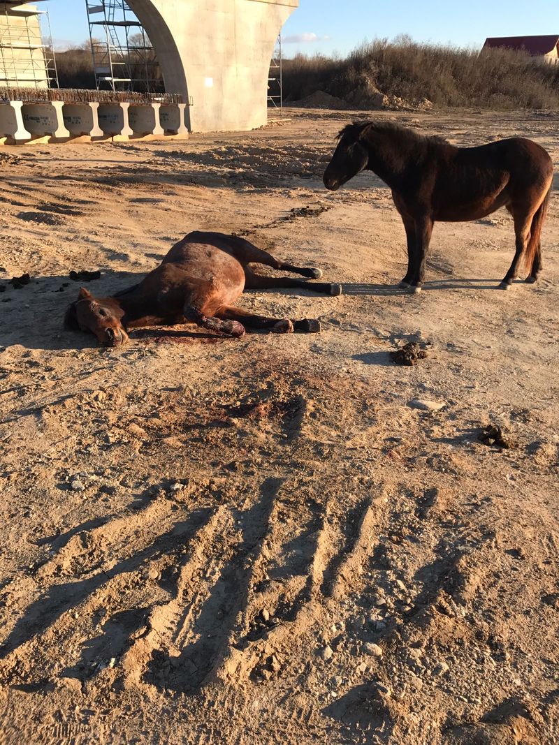 Sursa foto: gorj-domino.ro