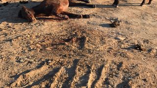 Sursa foto: gorj-domino.ro