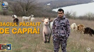 Baciul dobrogean, pacalit pacalit de capra: ba e capra, ba e tap. Cum este posibil asa ceva