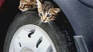 Iubitorii de animale, campanie pentru salvarea pisicilor! “Verificati inainte de a porni masina!” Animalele se adapostesc de frig sub capota autoturismelor