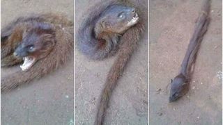 O aratare ciudata a pus lumea pe jar. Ce spun oamenii despre lupul cu trup de sarpe! Imaginile sunt de-a dreptul inspaimantatoare