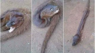 Asta sa fie explicatia legata de creatura cu cap de lup si corp de sarpe care a inspaimantat Romania? E oare un simplu guler din blana de dihor sau jder?