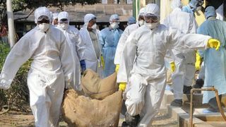 Gripa aviara, confirmata in Romania. ANSVSA a atestat prezenta virusului la un cadavru de cormoran din portul Constanta. Este al doilea caz din judet