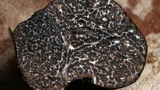 Doi bistriteni au dat lovitura din comercializarea de tufe. "Diamantele pamantului" le aduc mii de euro