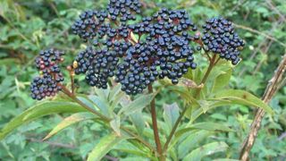 Tragedie intr-o familie din Constanta: O fetita a murit, iar sora ei este in coma dupa ce au mancat fructe otravitoare