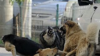 Iasi: Starea femeii sfasiate de 20 de caini maidanezi s-a inrautatit. "Inclusiv pantofii erau rupti de dintii cainilor"