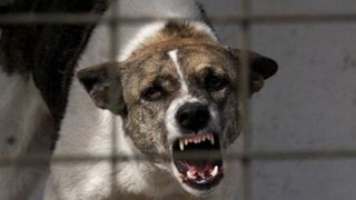 Aproape 6.000 de romani au fost muscati de caini, pisici si alte animale, anul trecut! O treime dintre acestia sunt copii! Cifra este intr-o scadere dramatica, dupa adoptarea "Legii lui Ionut"!