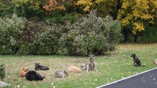 In 2012, situatia era dramatica