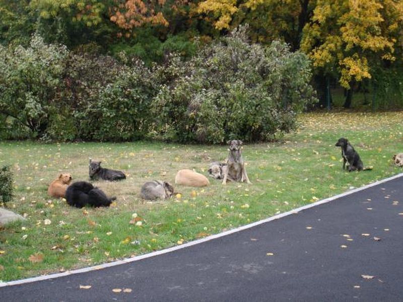 In 2012, situatia era dramatica