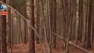 Vand padurea pe marginea drumului. Din codru au mai ramas doar cioturile