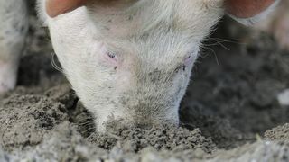 Stirile Kanal D de la ora 12:00: Drama intr-o familie din Prahova. A vrut sa impuste porcul de Craciun, insa l-a nimerit chiar pe fiul sau