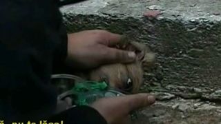 Cainele salvat de pompierul erou din Pitesti a murit. Salvatorul lui a facut anuntul cu lacrimi in ochi: "Prietenul meu m-a parasit"