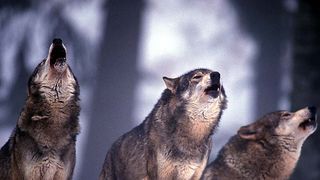 Stirile KanalD de la ora 12:00 Terorizati de haitele de lupi. Oamenii din Suceava nu mai dorm de nopti bune, pentru ca lupii le mananca animalele si nimeni nu poate face nimic