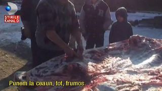 Cel mai gras porc din Romania a ajuns carnati! Cele 600 de kilograme ale Marelui Alb, din Sacele, au ajuns pe mainile gospodinelor