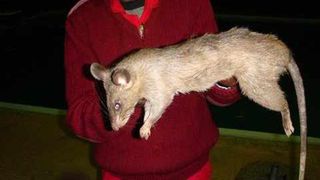 O fetita de trei luni a fost gasita mancata de sobolani de catre mama ei care era plecata in club, la bautura