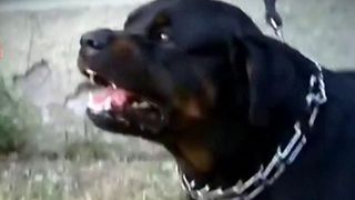 E teroare in comuna Farcasesti. O catea Rottweiler baga spaima in localnici si ataca animale: sase porci au ajuns in coltii ei