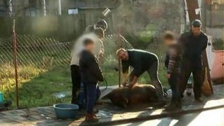 Un cartier din Iasi a fost la un pas de rascoala dupa ce o familie si-a taiat porcul in mijlocul strazii! Socati de ce vad, vecinii si-au facut cruce!