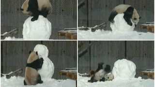 Ursul panda care a cucerit inimile tuturor! A primit cadou un om de zapada. Reactia lui e fabuloasa