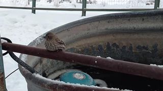 Imagini impresionante! O vrabiuta a ramas intepenita pe un gard inghetat, insa a fost salvata in ultima clipa