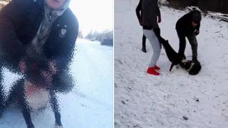 Cruzime infioratoare! Un aradean si-a pus pitbull-ul sa omoare un alt caine. Imagini cu un impact emotional puternic