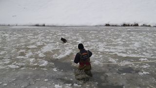 Pompierii au salvat doua rate salbatice din apa inghetata a raului Cibin!