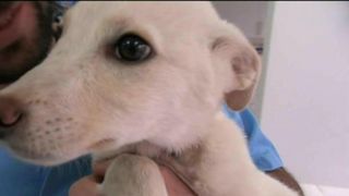 Catel cu malformatie grava, aruncat la marginea padurii de un stapan iresponsabil