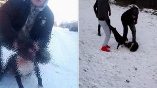 Stirile Kanal D, ora 12.00: Dosar penal pentru tanarul din Arad care si-a pus cainele sa ucida alte animale. A recunoscut ca a facut totul pentru a se distra