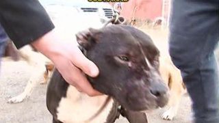 Pitbull-ul care a sfasiat cainii de la o stana a fost abandonat de stapan la un adapost. Tanarul nici macar nu si-a luat ramas bun de la animal