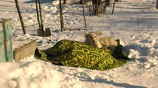 Un colonel din Barlad a murit de frig in fata casei, iar cainele i-a stat la capatai in tot acest timp. Animalul i-a fost loial pana in ultima clipa