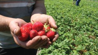 Zeci de romani, exploatati pe o plantatie de capsuni din Germania