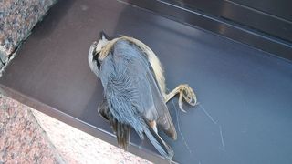 Focarul de gripa aviara din gospodaria primarului din judetul Prahova a fost confirmat