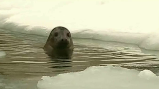Focile de la Delfinariul din Constanta sunt extrem de fericite ca a venit iarna. Sunt singurele care se bucura de gheata si zapada