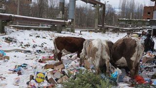 Lupeni, orasul din Romania care nu are caini comunitari, ci vaci. "De doi ani umbla pe aici. Sper ca cineva sa le ajute"