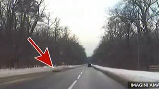 Imagini incredibile surprinse pe o sosea la iesirea din Sibiu! Un porc a sarit din remorca si se plimba pe drum