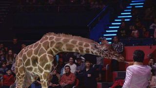 Veste buna de la Primarie. Animalele salbatice de la Circul Globul ar putea fi relocate in Africa de Sud