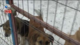 Detinutii de la Jilava au pus mana pe lopeti si au ajutat la deszapezirea unui adapost pentru animale