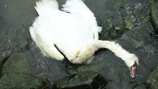 Gripa aviara, confirmata la inca o lebada gasita moarta tot pe albia raului Barlad