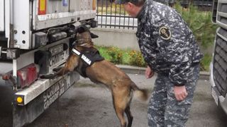 Sid, spaima traficantilor de tigari. Patrupedul descopera prada in cinci minute si nu da gres niciodata: "Le este teama de un control cu cainele"